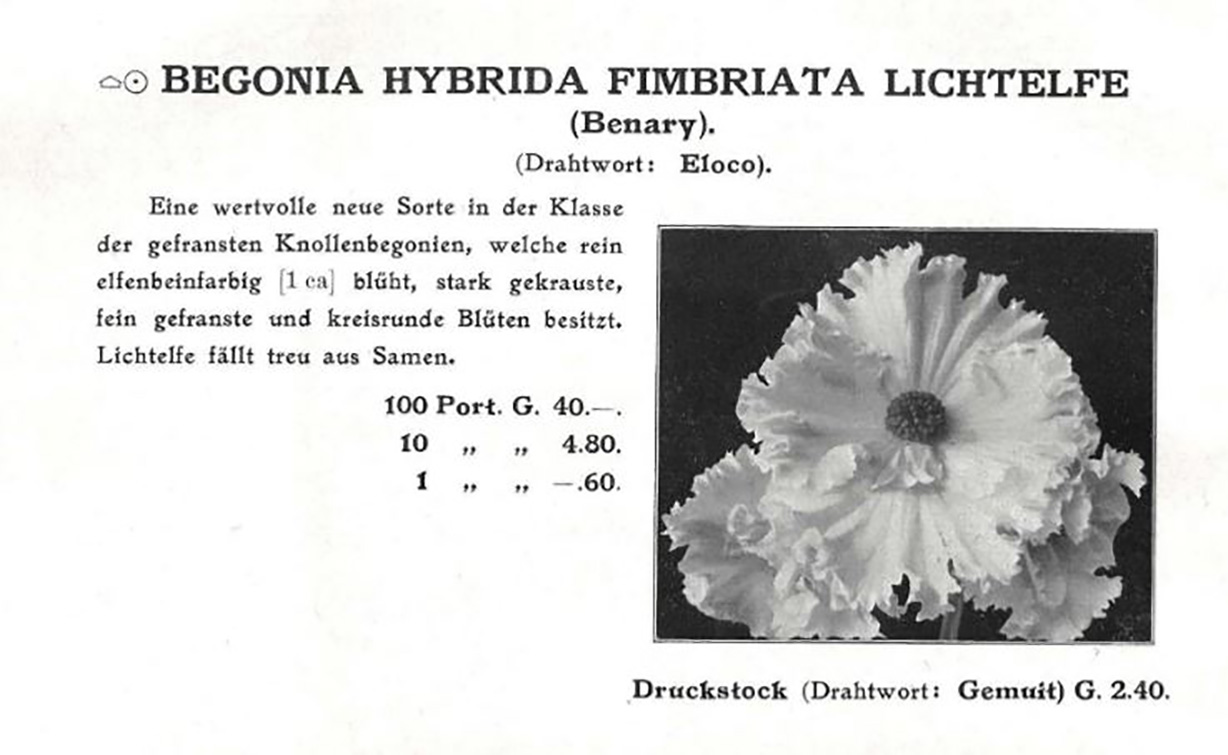 B. ‘Lightelfe’